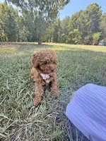 Linda, a female Poodle - Toy  for sale in Griffin, GA – 1 of 7