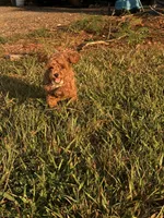 Teddy, a male Poodle - Toy  for sale in Griffin, GA – 3 of 6