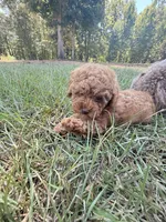 Linda, a female Poodle - Toy  for sale in Griffin, GA – 7 of 7