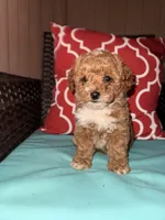 Socks, a female Poodle - Toy  for sale in Griffin, GA – 3 of 7