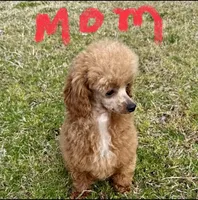 Sugar, a female Poodle - Toy  for sale in Griffin, GA – 7 of 9