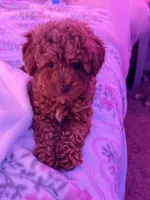 Lili , a female Poodle - Toy  for sale in Griffin, GA – 2 of 5