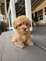 Blonde , a male Poodle - Toy  for sale in Griffin, GA – 3 of 7