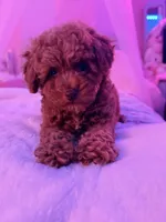 Lili , a female Poodle - Toy  for sale in Griffin, GA – 4 of 5