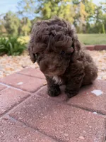 Coco, a male Poodle - Toy  for sale in Griffin, GA – 6 of 6