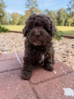 Coco, a male Poodle - Toy  for sale in Griffin, GA – 2 of 6