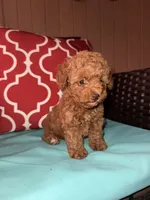 Linda!, a female Poodle - Toy  for sale in Griffin, GA – 2 of 9
