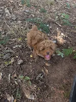 Linda!, a female Poodle - Toy  for sale in Griffin, GA – 5 of 9