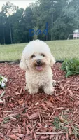 Little girl , a female Poodle - Toy  for sale in Griffin, GA – 6 of 8