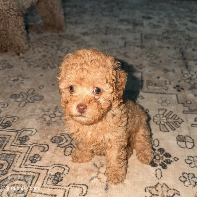Caramel  – Poodle - Toy  puppy for sale in Griffin, GA