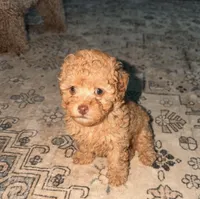 Caramel , a female Poodle - Toy  for sale in Griffin, GA – 1 of 4