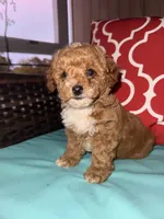 Socks, a female Poodle - Toy  for sale in Griffin, GA – 4 of 7