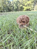 Sugar, a female Poodle - Toy  for sale in Griffin, GA – 8 of 9