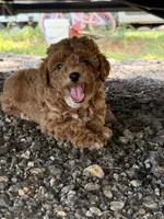 Teddy, a male Poodle - Toy  for sale in Griffin, GA – 6 of 6