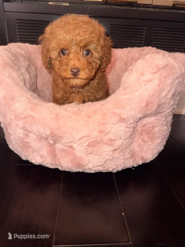 Little girl  – Poodle - Toy  puppy for sale in Griffin, GA