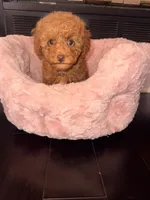 Little girl , a female Poodle - Toy  for sale in Griffin, GA – 1 of 8