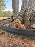 Linda!, a female Poodle - Toy  for sale in Griffin, GA – 4 of 9