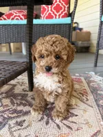 Socks, a female Poodle - Toy  for sale in Griffin, GA – 6 of 7