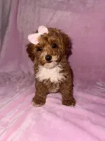 Sugar, a female Poodle - Toy  for sale in Griffin, GA – 5 of 9