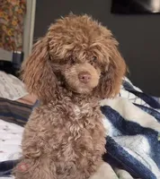 Caramel , a female Poodle - Toy  for sale in Griffin, GA – 4 of 4