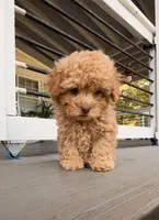 Blonde , a male Poodle - Toy  for sale in Griffin, GA – 6 of 7