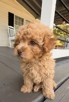 Blonde , a male Poodle - Toy  for sale in Griffin, GA – 5 of 7