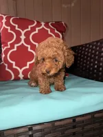 Linda!, a female Poodle - Toy  for sale in Griffin, GA – 3 of 9
