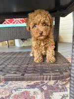 Linda!, a female Poodle - Toy  for sale in Griffin, GA – 7 of 9