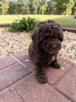 Coco, a male Poodle - Toy  for sale in Griffin, GA – 4 of 6