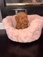 Little girl , a female Poodle - Toy  for sale in Griffin, GA – 4 of 8