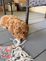 Teddy, a male Poodle - Toy  for sale in Griffin, GA – 5 of 6