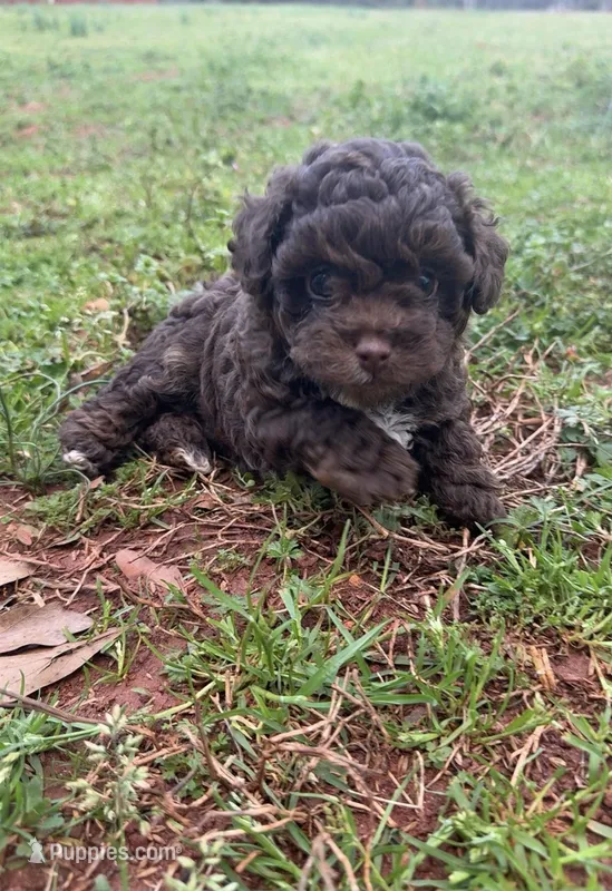 Chocolate  – Poodle - Miniature  puppy for sale in Griffin, GA