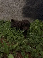 Chocolate , a female Poodle - Miniature  for sale in Griffin, GA – Photo 4 of 5