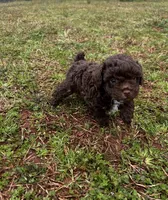 Chocolate , a female Poodle - Miniature  for sale in Griffin, GA – Photo 3 of 5
