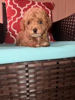 Teddy, a male Poodle - Toy  for sale in Griffin, GA – 2 of 6