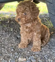 Linda!, a female Poodle - Toy  for sale in Griffin, GA – 8 of 9