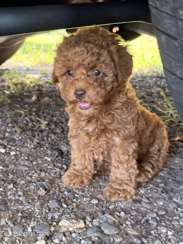 Linda! – Poodle - Toy  puppy for sale in Griffin, GA