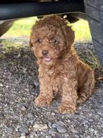 Linda!, a female Poodle - Toy  for sale in Griffin, GA – 1 of 9