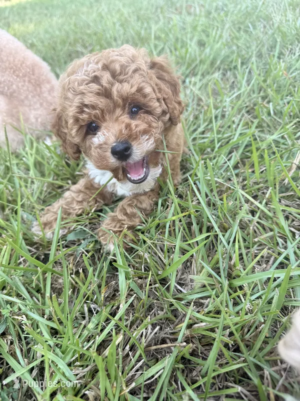 Sugar – Poodle - Toy  puppy for sale in Griffin, GA