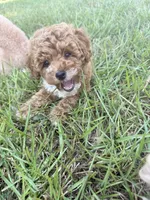 Sugar, a female Poodle - Toy  for sale in Griffin, GA – 1 of 9