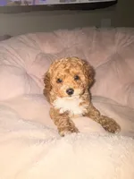 Sugar, a female Poodle - Toy  for sale in Griffin, GA – 4 of 9