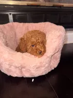 Little girl , a female Poodle - Toy  for sale in Griffin, GA – 2 of 8
