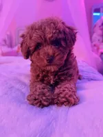 Lili , a female Poodle - Toy  for sale in Griffin, GA – 5 of 5