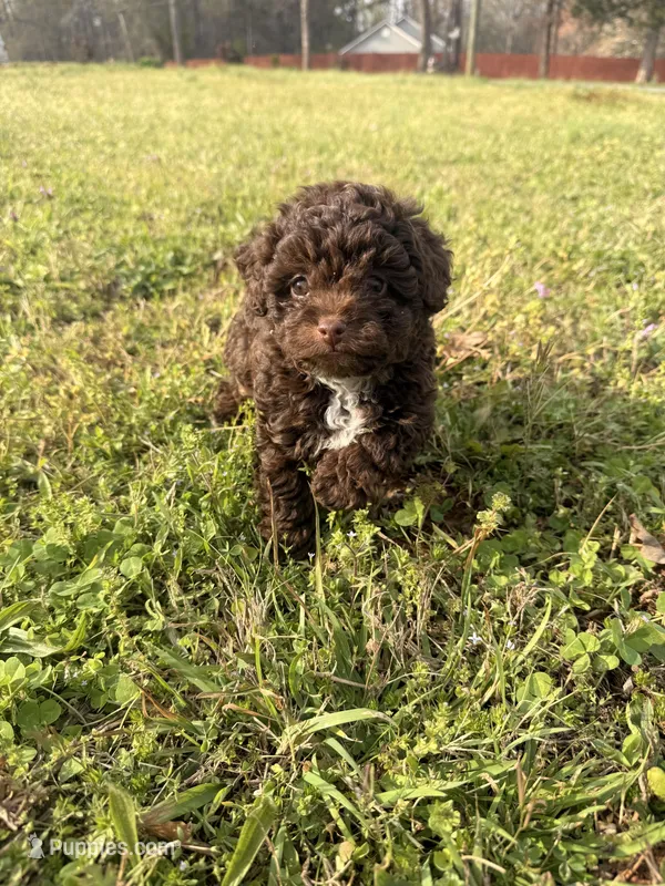 Chocolate  – Poodle - Miniature  puppy for sale in Griffin, GA