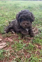 Chocolate , a female Poodle - Miniature  for sale in Griffin, GA – Photo 2 of 7