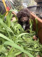 Chocolate , a female Poodle - Miniature  for sale in Griffin, GA – Photo 6 of 7