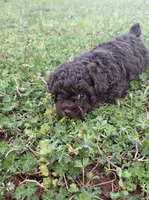 Chocolate , a female Poodle - Miniature  for sale in Griffin, GA – Photo 3 of 7