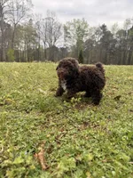 Chocolate , a female Poodle - Miniature  for sale in Griffin, GA – Photo 7 of 7