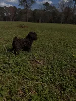 Chocolate , a female Poodle - Miniature  for sale in Griffin, GA – Photo 5 of 7