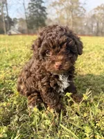 Chocolate , a female Poodle - Miniature  for sale in Griffin, GA – Photo 4 of 7